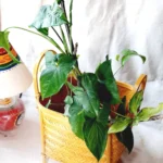 Bamboo storage basket