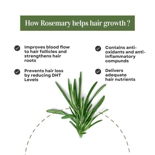 Rosemary_hair_growth