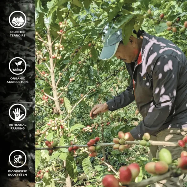 saakya-coffee-farm-darjeeling-artisanal-handpicked-organic-farming